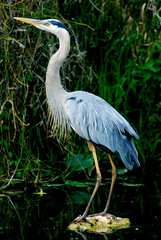 Airone blu everglade