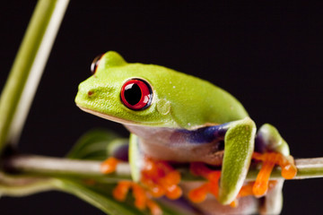 Frog on Lear