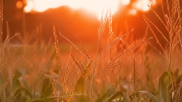 Genmais im Gegenlicht