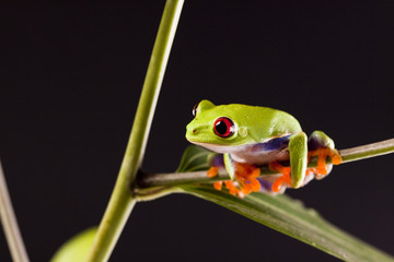 Frog on branch