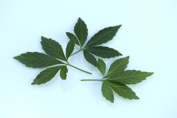 Jiaogulan lat. Gynostemma pentaphyllum