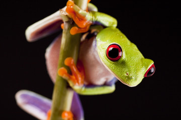 Frog on branch
