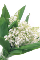 Obraz premium Lilies of the valley