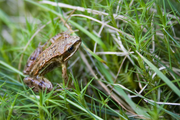 Frog
