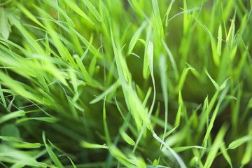 Herbes