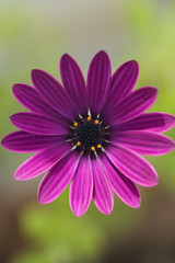 Obraz premium Fleur mauve