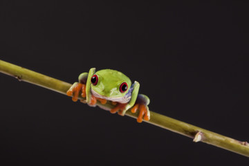 Frog on branch