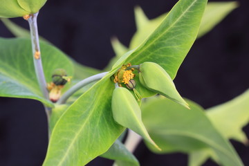 Euphorbia