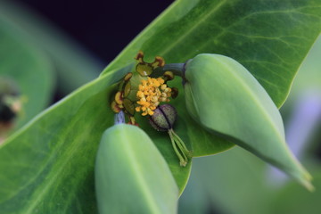 Fototapeta premium Euphorbia