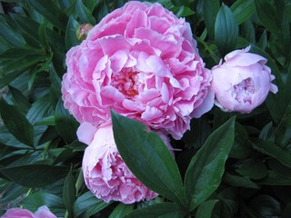 peony