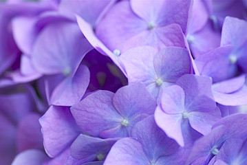 青紫のアジサイ
