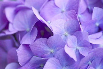 Foto op Plexiglas Blauwpaarse hortensia © frotto