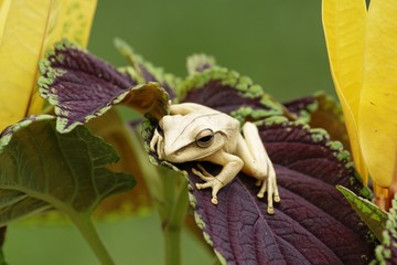 Fototapeta premium gros plan sur une toute petite grenouille