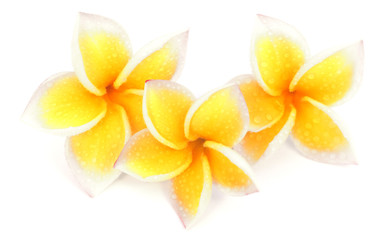 trois fleurs jaunes de frangipanier