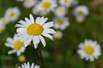 Obraz na płótnie Canvas Biały kwiat