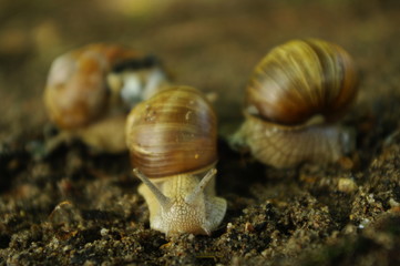 Ślimaki © Lukas Juszczak