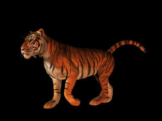 Fototapeta na wymiar Tiger isolated on black.