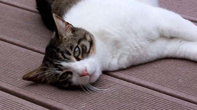 regard alangui de gros chat