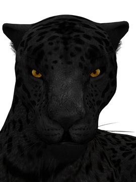 Black jaguar isolated on white.