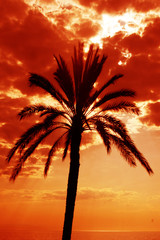 Palm tree against a sunset.