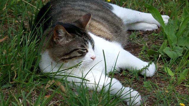 repos dans l'herbe d'un gros chat 3