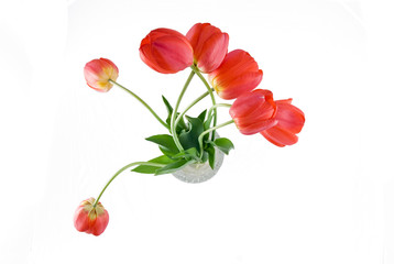Obraz premium Red tulips