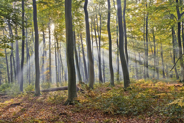 Obraz premium forêt