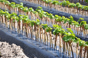 champ de plants de vigne 1