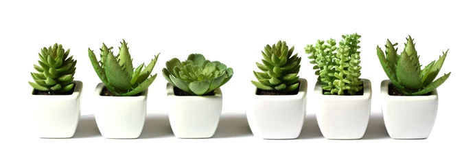 Tableaux ronds sur plexiglas Anti-reflet Cactus collection de plantes vertes