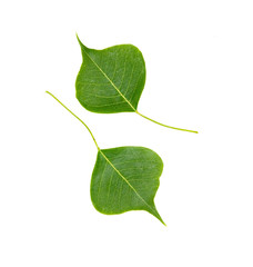 Two leaves isolated on white background