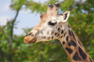 giraffe