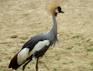 grue couronnée