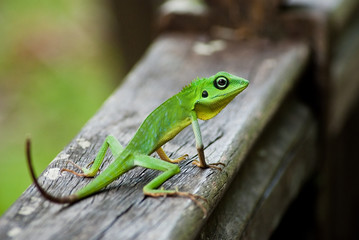Naklejka premium Green Lizard