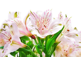 Obraz na płótnie Canvas Alstroemeria flowers