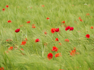 Fresh young barley field