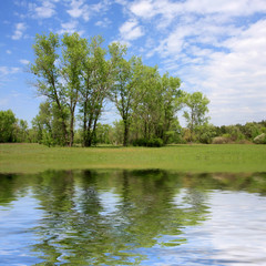 In summer forest