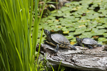 schildkröten