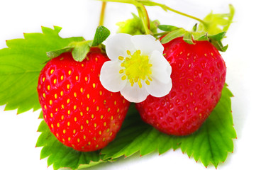Strawberries and flowers on white background