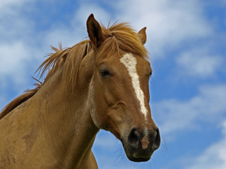 Obraz na płótnie Canvas Portret konia