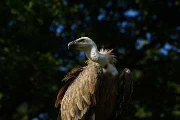 Vautour 2