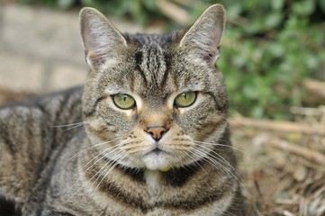Fototapeta premium Cat close up