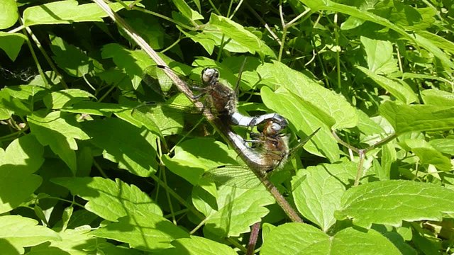 reproduction