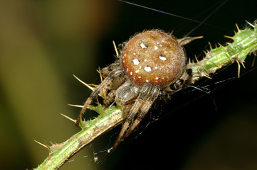 spider