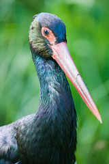 lilford's crane