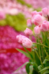 Pink Tulip Flower