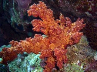 Soft coral