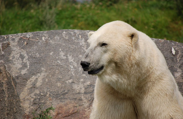 Eisbär