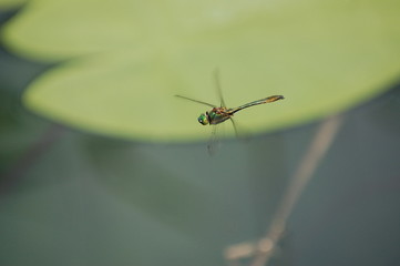 libellula