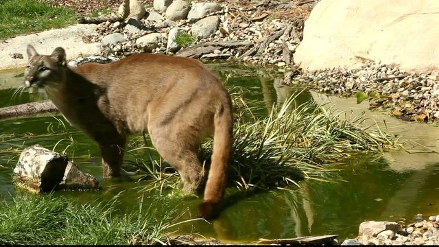 Cougar playing in water