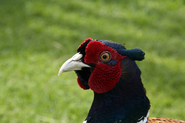Pheasant